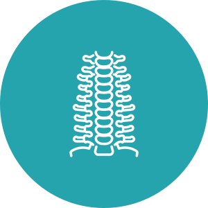 Spine illustration on teal circular background.